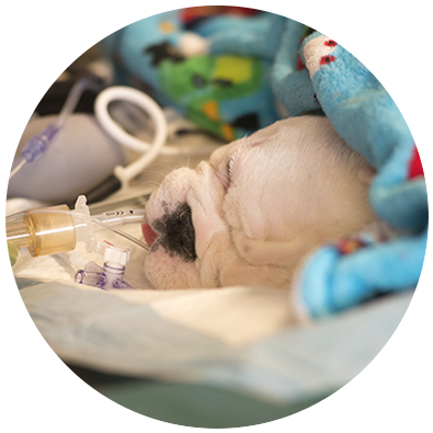 photo of bulldog puppy undergoing surgery